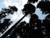 forest up