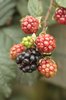 Brambles
