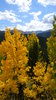 Aspen