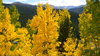 Aspen