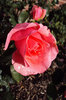 Rain drops on deep pink rose