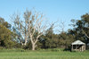 rural