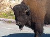 Bison - closeup
