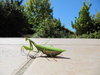 Praying Mantis