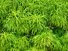 yellow-green foliage backgroun