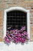 Venice flowers