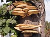 mushrooms on tree