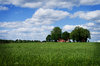 Farm in Sweden_2