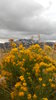 October Sage