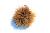 Chestnut 5