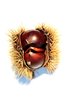 Chestnut 3