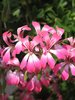 hanging pelargonium