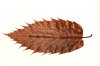 Autumn leaf