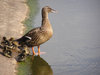Duck with ducklings