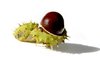 chestnut