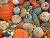 Gourds