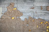 Plaster Wall