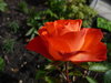 Scarlet Rose