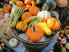 Gourds