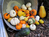 Gourds