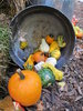 Gourds