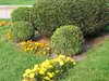sculptured garden bushes