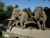 Elephants
