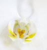 Orchid detail