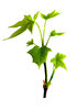 Sycamore leaves