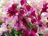 orchid display