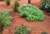 red soil groundcover