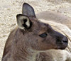 Aussie icon