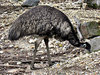 Aussie bigbird
