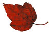 Leaf 4