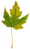 Leaf 2