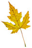 Leaf 3