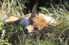Sleeping fox