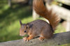 Red squirrel