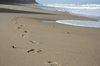 Footprints in the sand