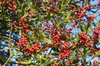 Berry tree