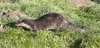 Otter