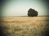 Lonely Tree