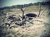 Dead Tree Remains 2