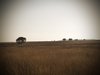 Brown field horizon