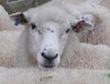 Ewe