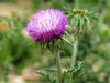 thistle