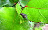 garden visitor