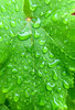 garden raindrops3b