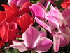 cyclamen
