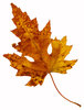 Leaf 16